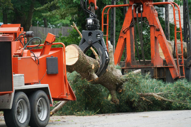 Trusted Mayo, MD Tree Services Experts